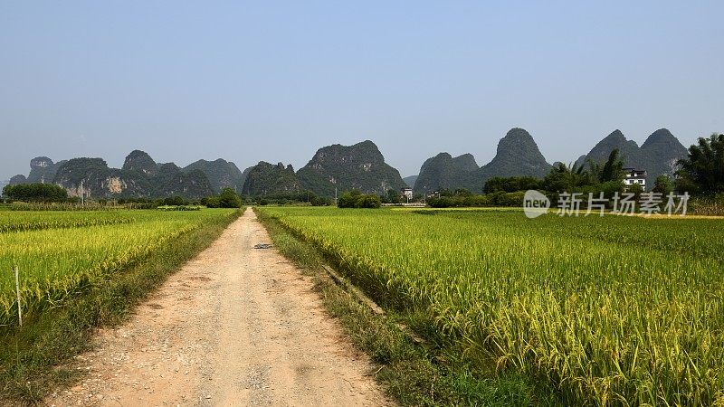 喀斯特地貌未污染农业区-稻田