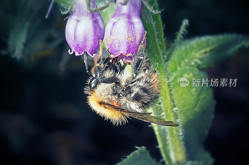 野蜂小蜂