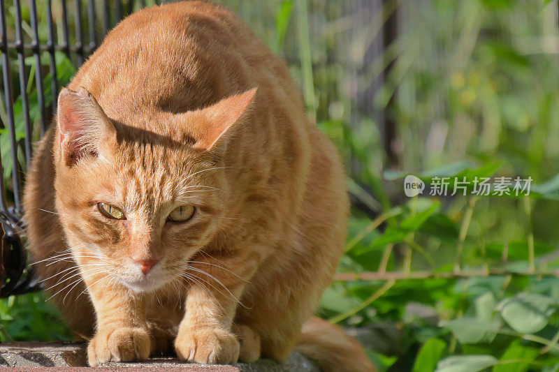 橘色虎斑猫