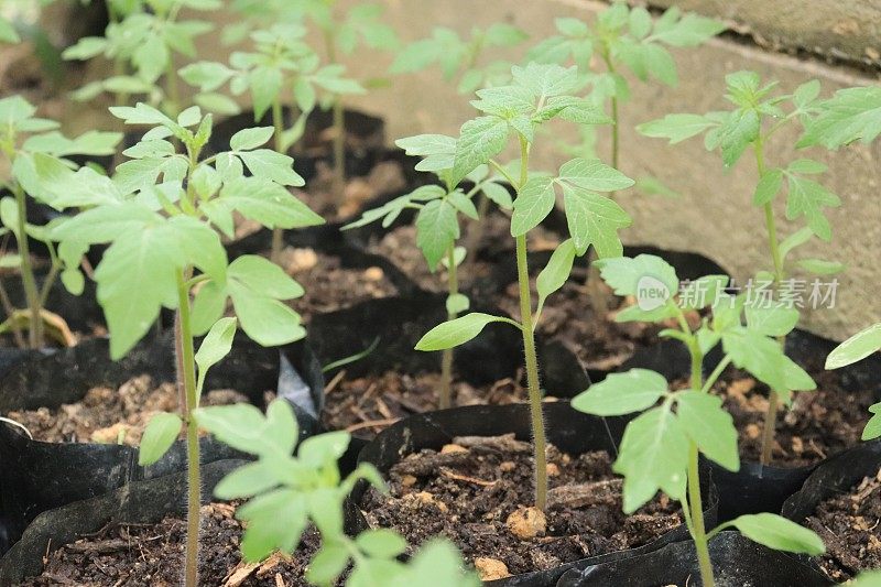 小番茄植株生长在塑料袋上。有机农场秋收蔬菜。