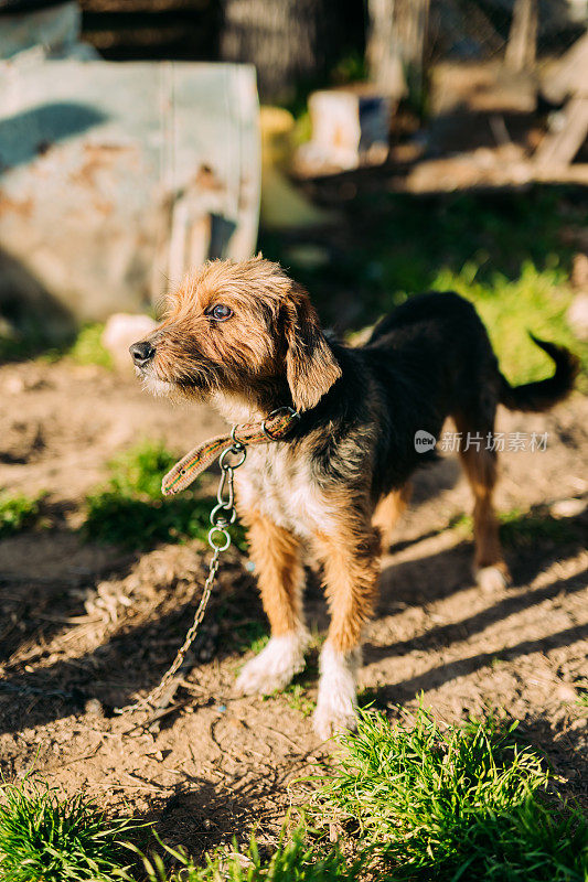 小猎犬肖像