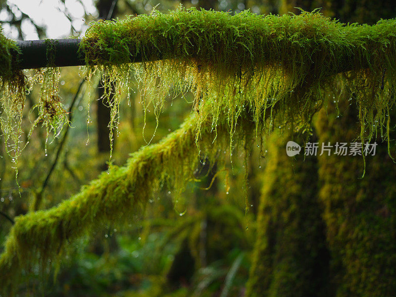 可可雨林，奥林匹克国家公园