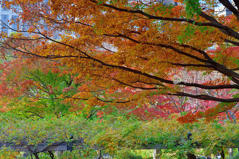 东京日比谷公园秋叶的颜色