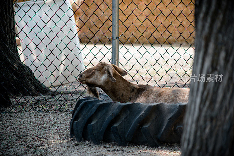 山羊在轮胎里休息