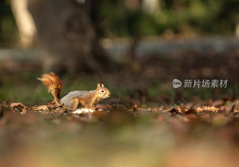 小松鼠在森林里。