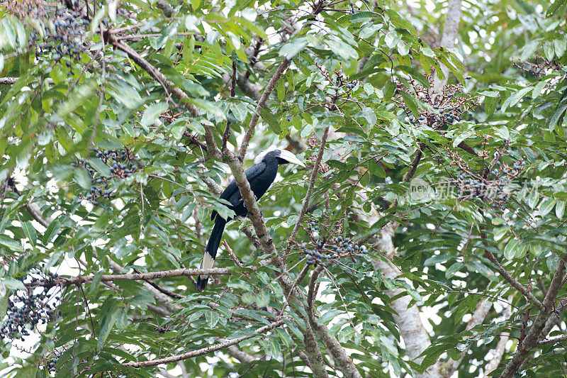 犀鸟:成年雄性黑犀鸟(马来角犀鸟)。