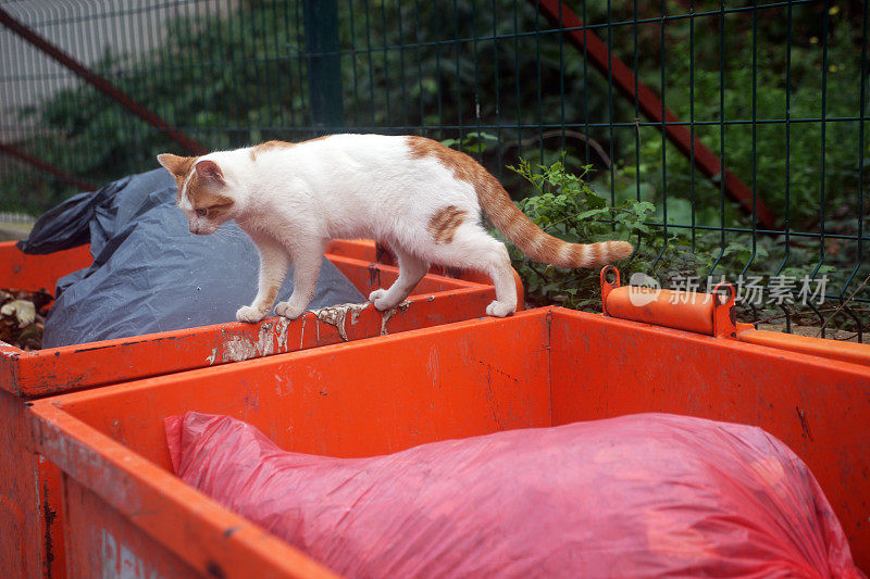 伊斯坦布尔的流浪猫