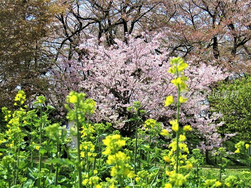 日本。四月初。油菜籽和樱花。