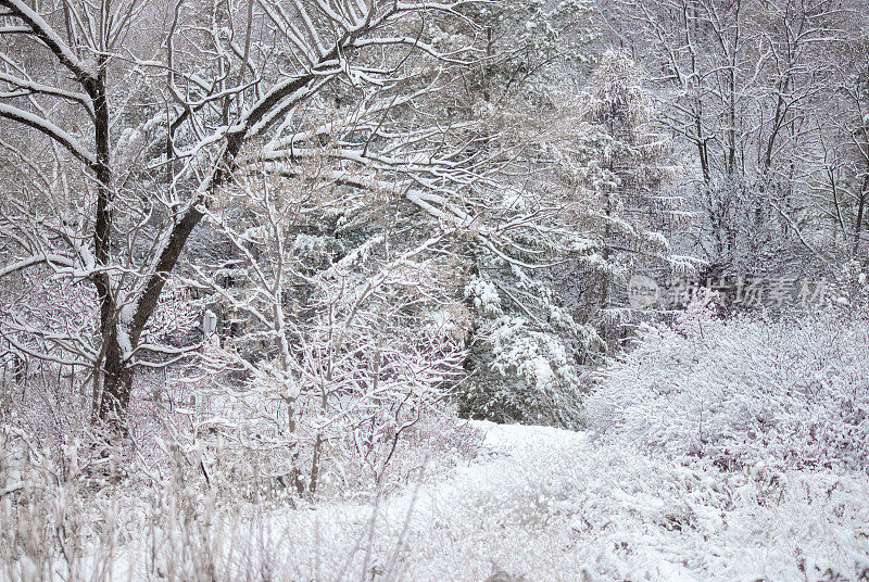 雪道