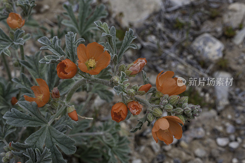 鹅莓叶锦葵，醋栗叶沙漠锦葵，鹅莓叶锦葵，大盆地国家公园，内华达州。