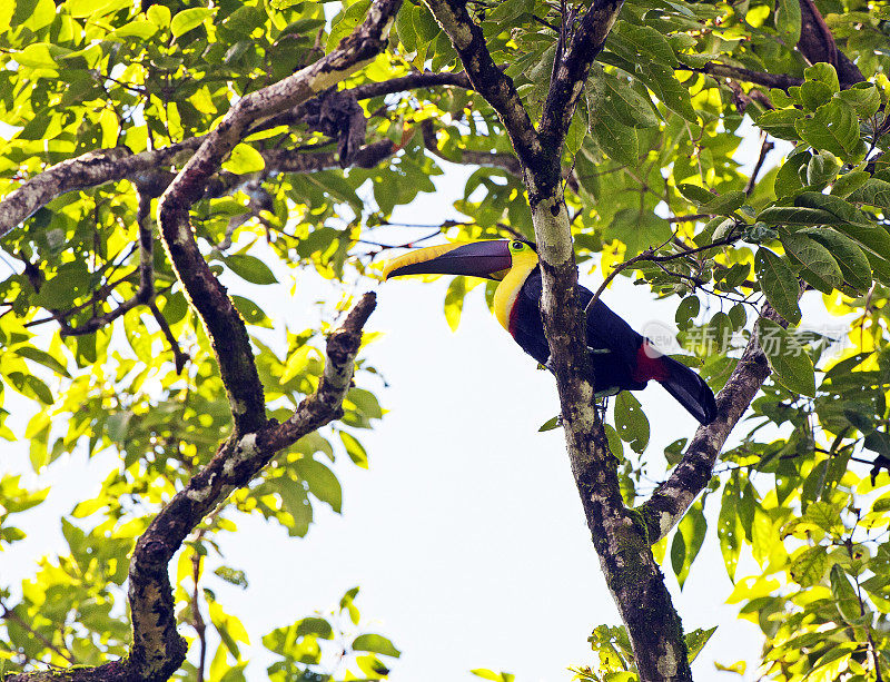 栗色下颌巨嘴鸟在斑驳的阳光下，哥斯达黎加蓬塔班科