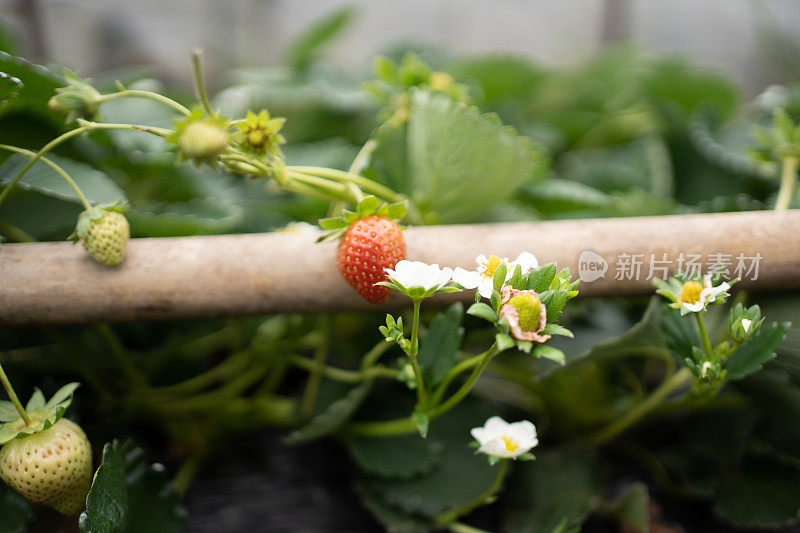 种植园里的草莓