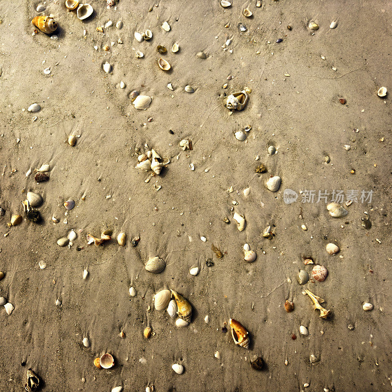 热带岛屿海滩上的沙滩和贝壳