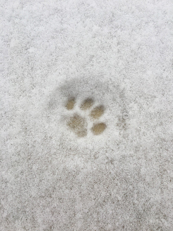 雪地里的猫脚印