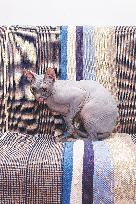 一只斯芬克斯猫躺在房间里柔软的沙发上