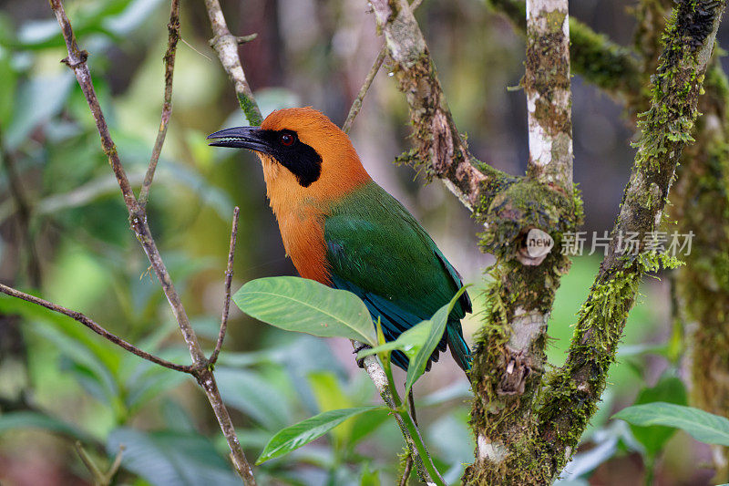 红褐色的Motmot