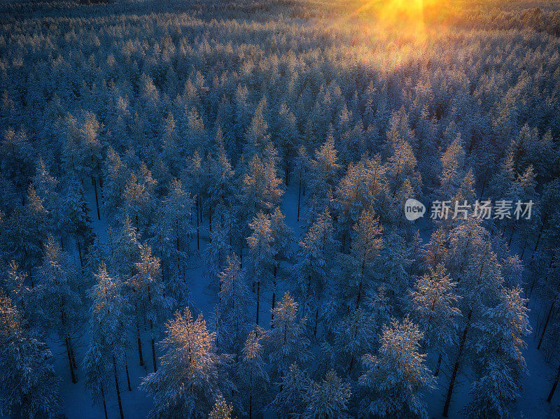 在瑞典北部，于默奥的韦斯特博滕，五彩缤纷的晚霞洒在雪覆盖的松树林上，白色的冬季景观