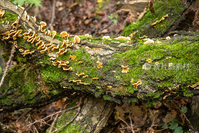 森林里圆木上的蘑菇