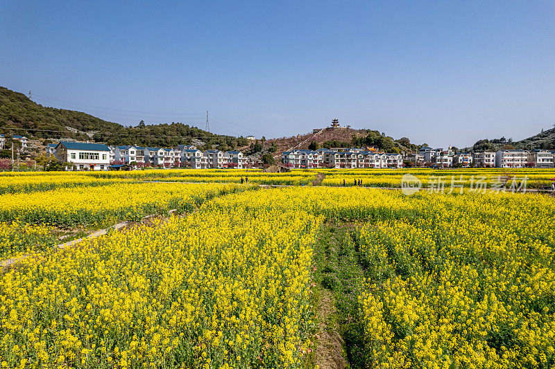 乡村油菜花田的鸟瞰图