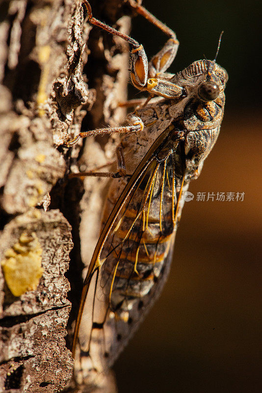 在树枝上休息的蝉(蝉科)。微距摄影。