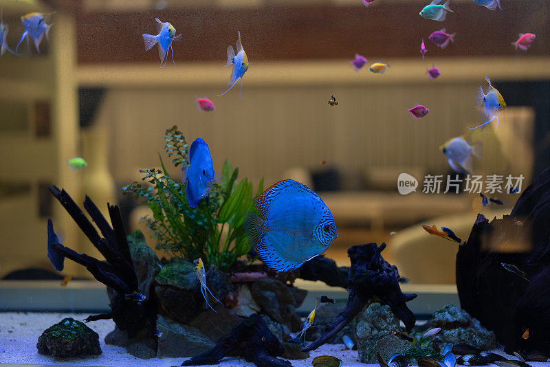 家庭厨房鱼缸水族馆