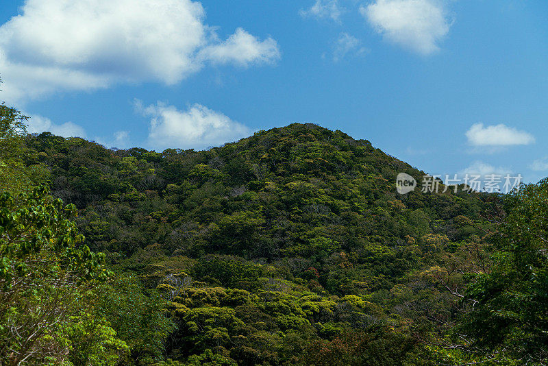 山原森林