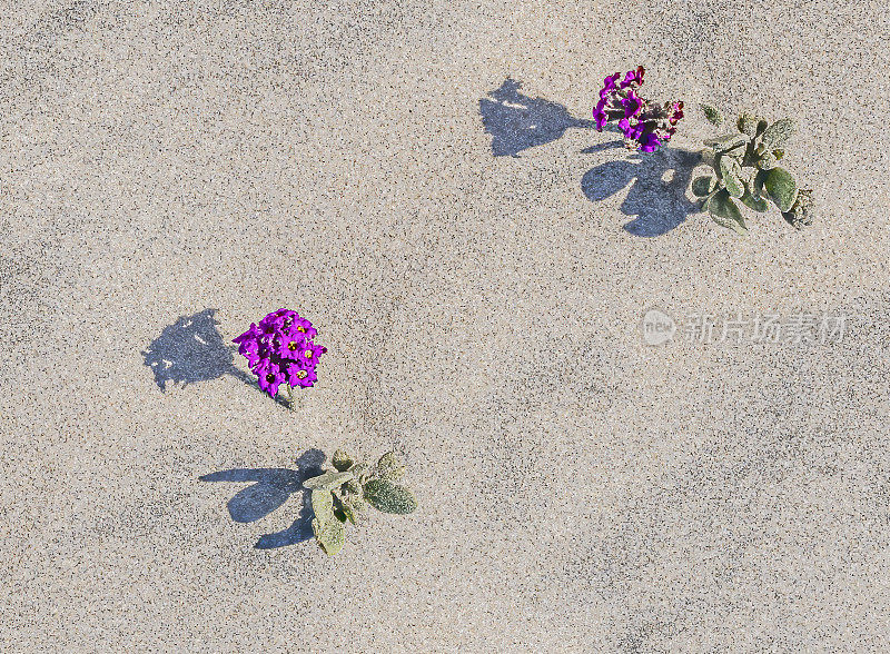 海马鞭草是一种沙马鞭草，俗称红沙马鞭草。这是一种适应海滩的多年生植物，原产于墨西哥的下加利福尼亚南部。