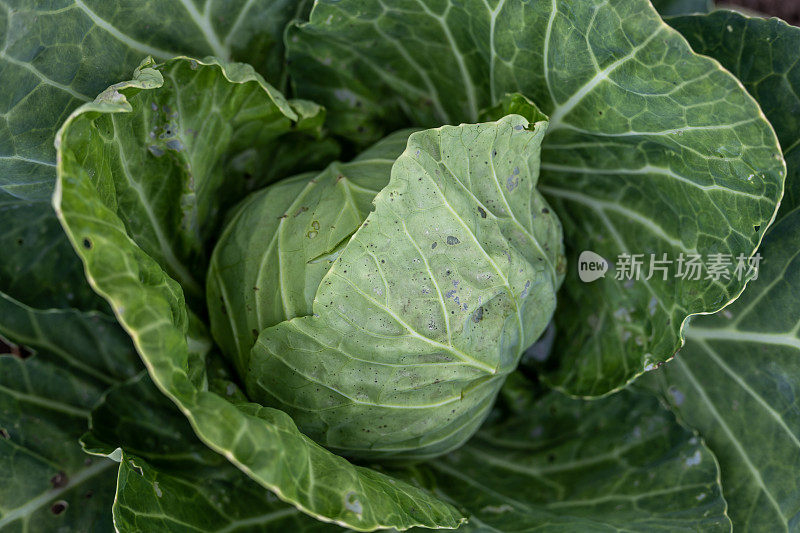 田野里的卷心菜特写