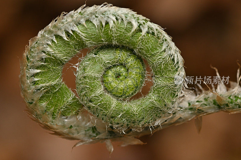 蕨类植物的特写镜头