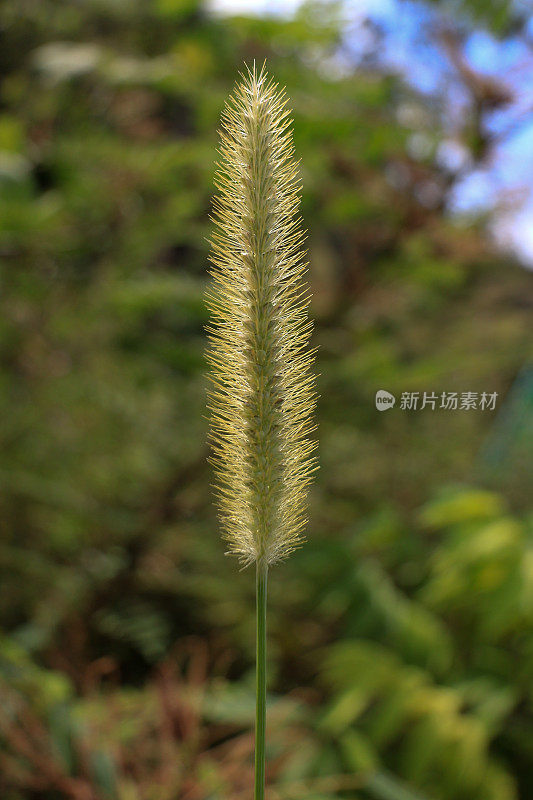 野草花