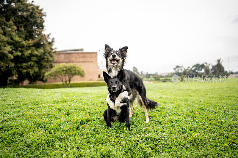 边境牧羊犬和另一只狗在公园里耍花招