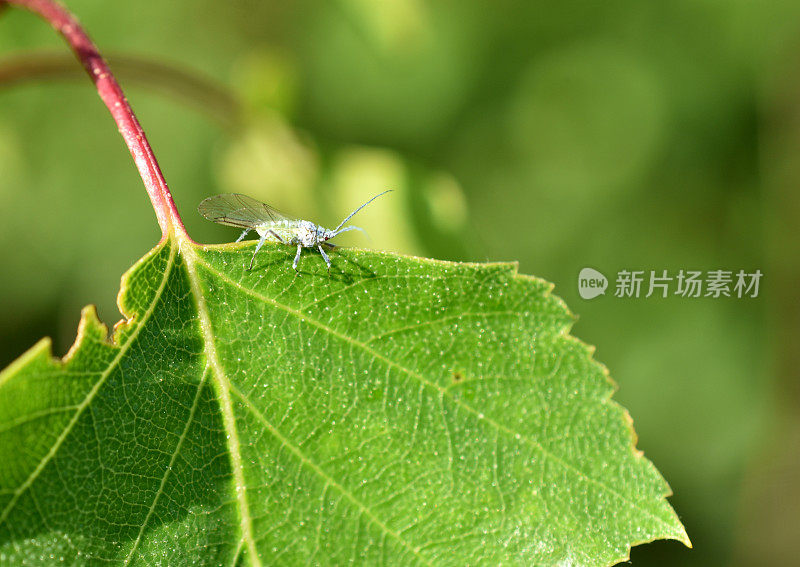 一只长着翅膀的蚜虫坐在一片叶子上。