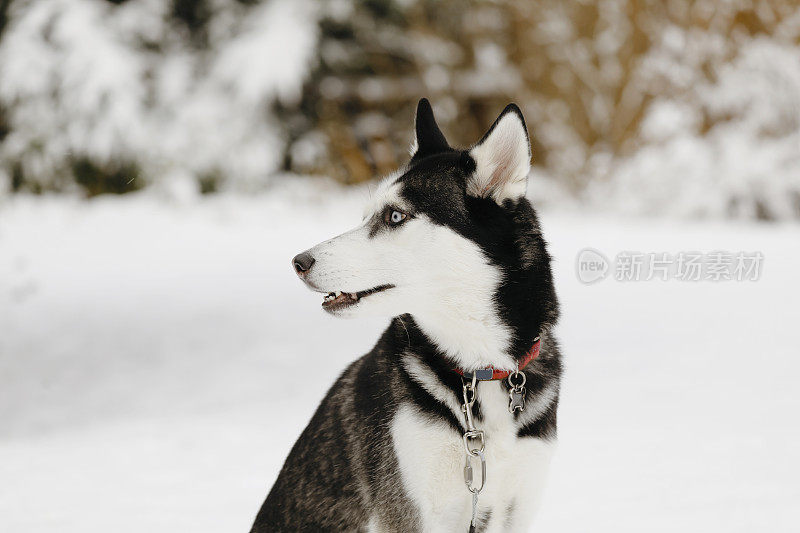 雪中的哈士奇