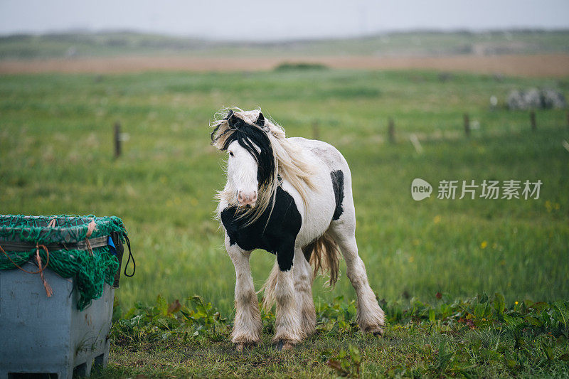 草地上的设得兰矮种马