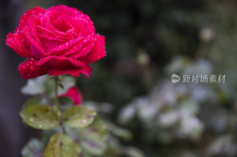 天然红玫瑰花，花瓣上有雨滴