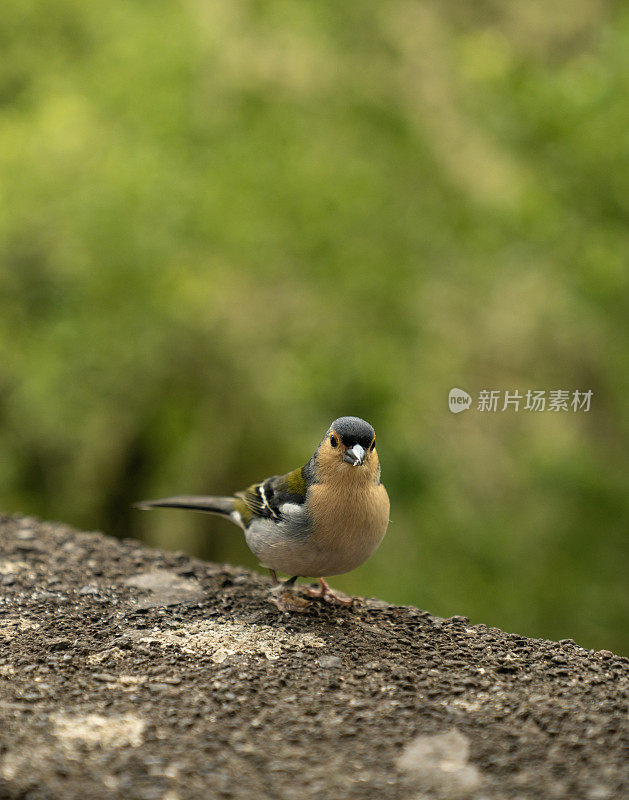 小鸟栖息在石栅栏上的特写垂直影像