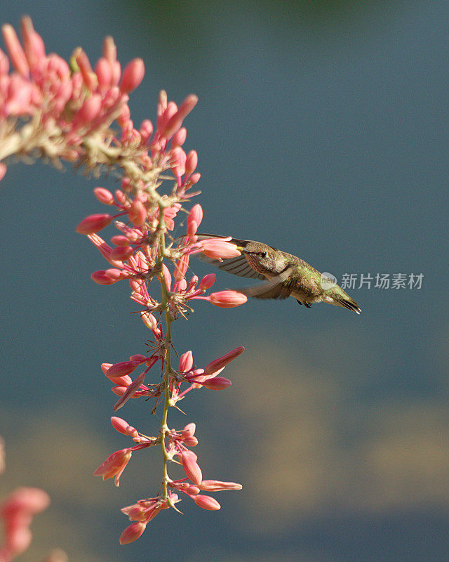 一只雌性安娜蜂鸟深深地钻进了一朵花里。
