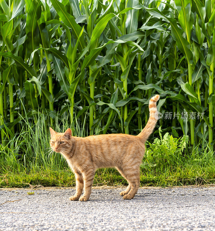 孤独的猫