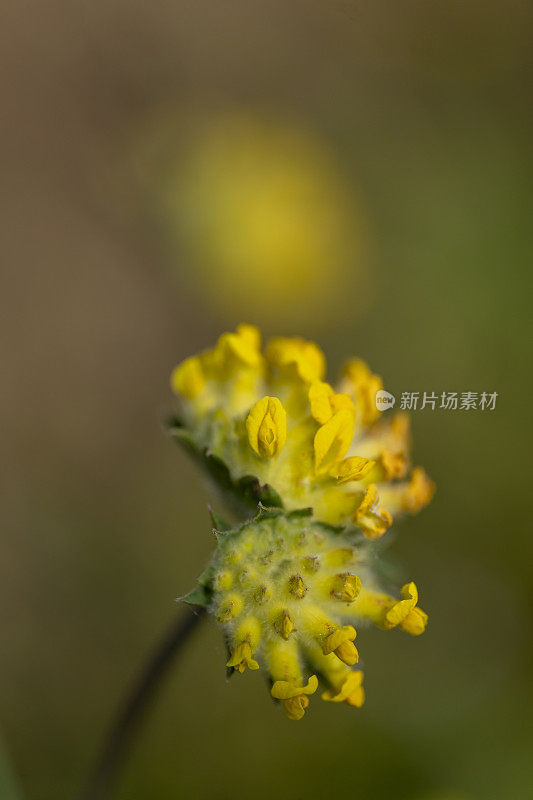 黄色的野花正在绽放