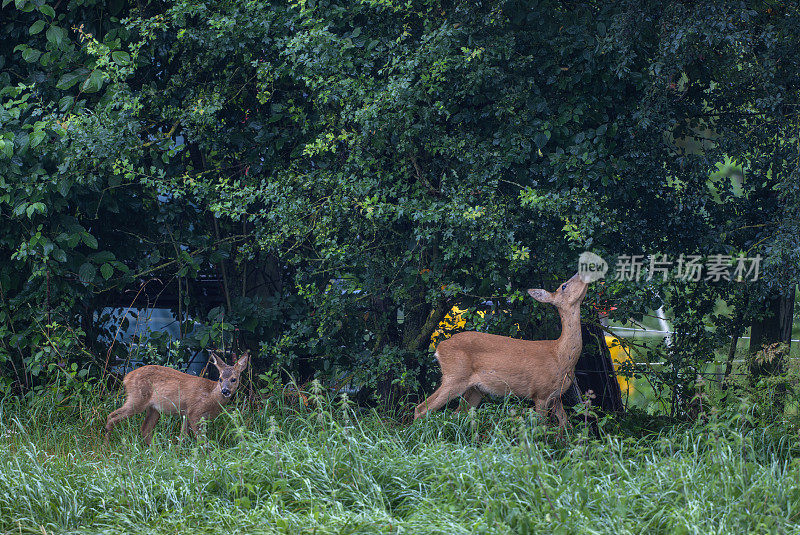 漂亮的母鹿和小鹿