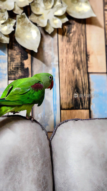 绿色的鹦鹉坐在墙上咔嗒作响