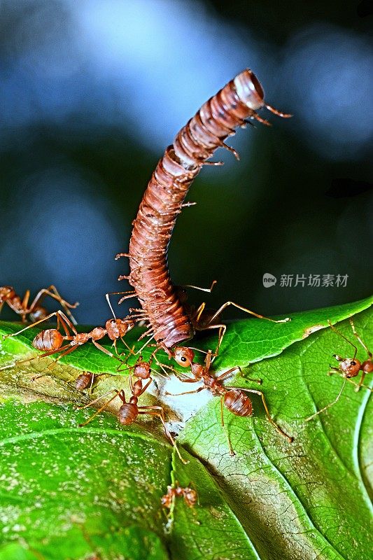 蚂蚁把千足虫拖回巢——动物行为。