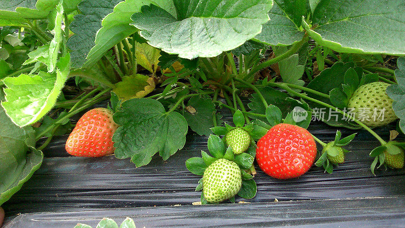 在草莓园摘草莓