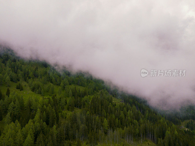 阿尔卑斯山中东部的一座山上的松树林景观