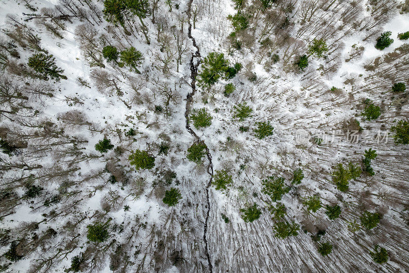 巴塔哥尼亚冬季的阿劳卡利亚森林