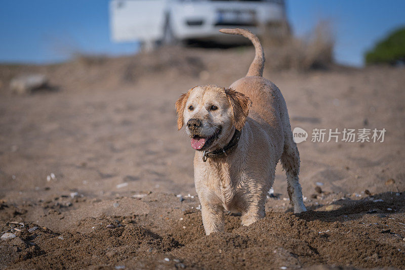 快乐的拉布拉多寻回犬玩耍和挖掘沙子