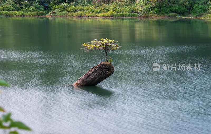 仙女湖树温哥华岛