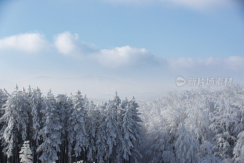 美丽的松林覆盖着白雪，蓝天白云下