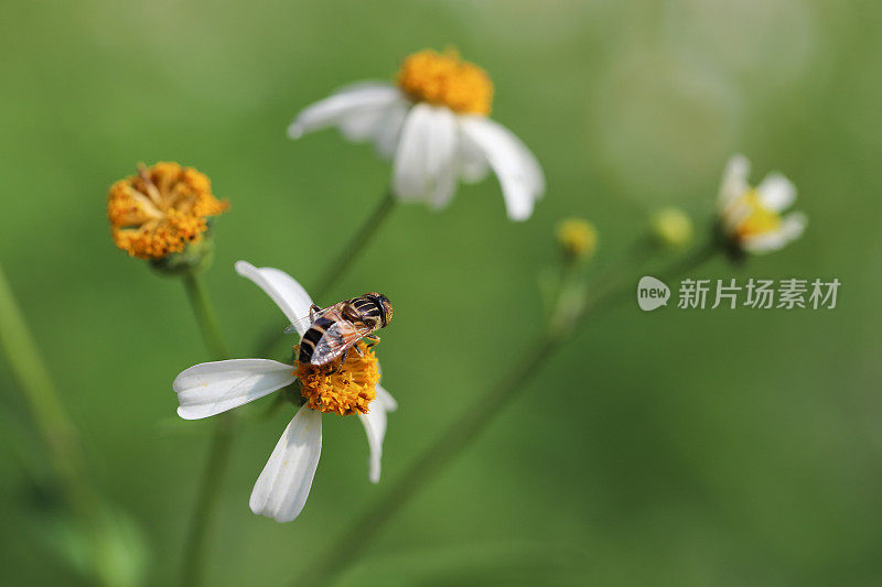 一只小蜜蜂从魔鬼针花中采集花蜜。