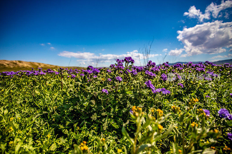 紫色的花在加州中部的田野里盛开